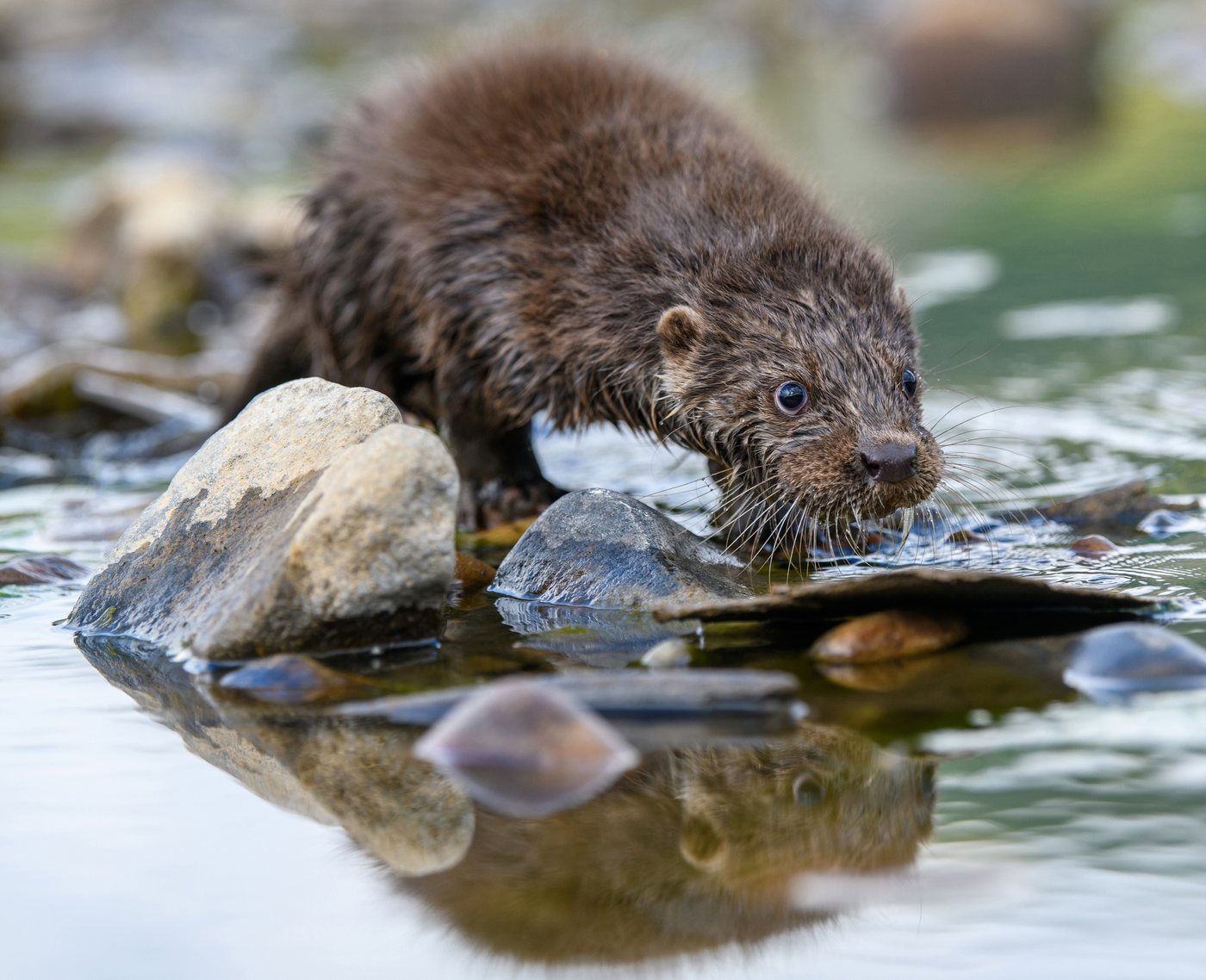 A Eurasian otter resting at the water's edge, its reflection mirrored in still water